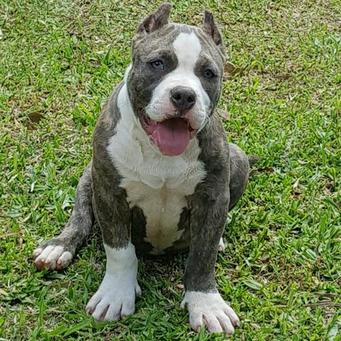 American Bully