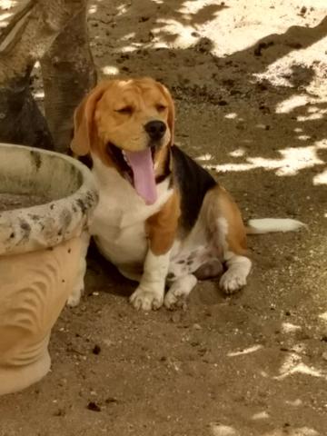 Cão Beagle Macho Tricolor