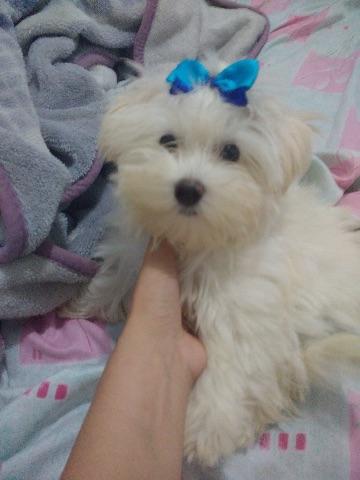 Maltês Doação maltês micro urgente (Leia)