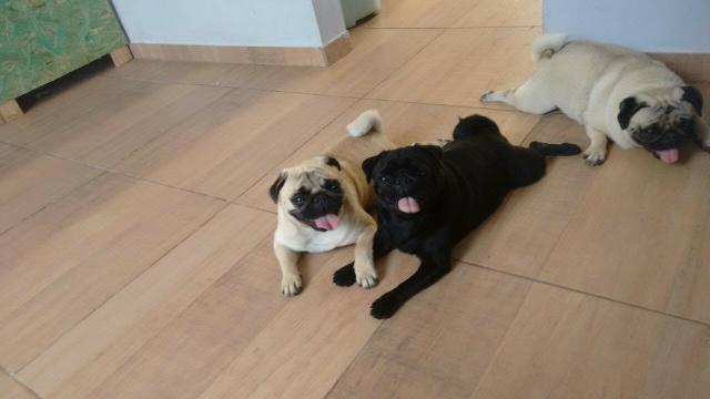 Pug com pedigree CBKC para cruza/inseminação
