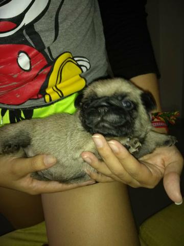 Pug macho e fêmea com pedigree