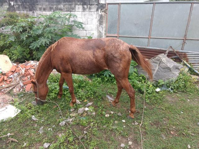 Vendo uma égua mestiça