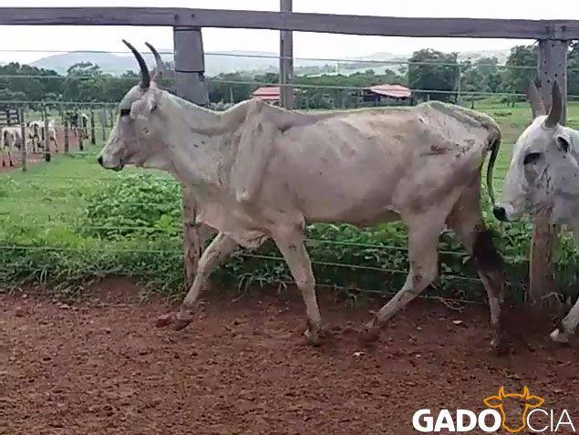 60 Vacas Magras Nelore em Santa Terezinha - GO