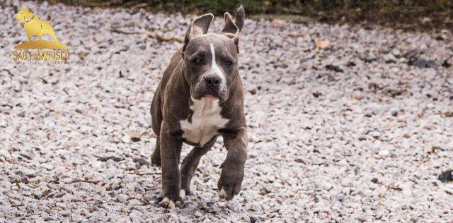 American Staffordshire Terrier Blue Nose