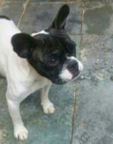 Buldogue Francês fêmea.