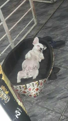Bulldog Francês Exelênte Linhagem