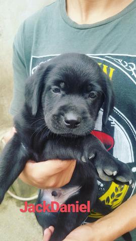 Labrador pretinho macho