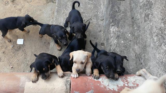 Lindos Cachorrinhos Para Adoção