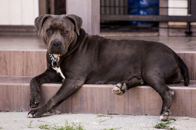 Matriz de American Staffordshire Terrier Blue