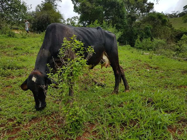 Novilha de leite mojando