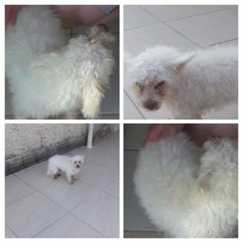 Pinguinho para doação