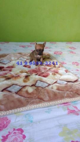 Pinscher Fêmea.Não perca essa chance