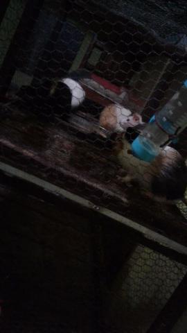 Porquinhos da índia