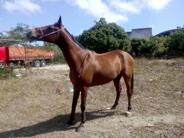 Quarto de milha com inglês