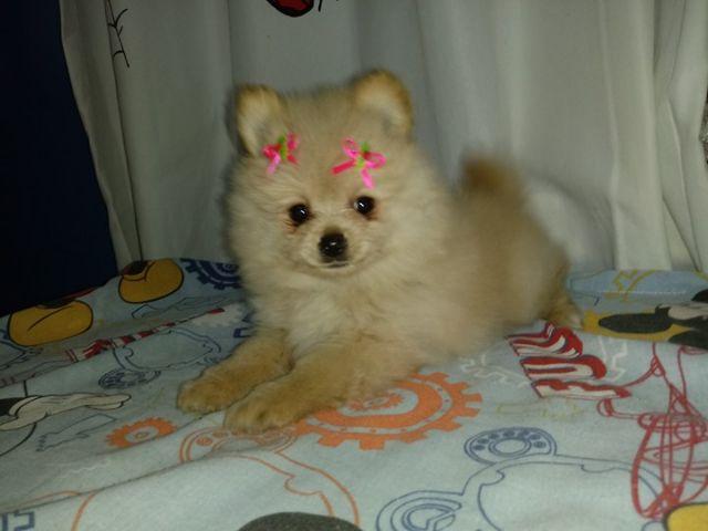 Spitz Alemão femea  em 06x ou  avista entregamos