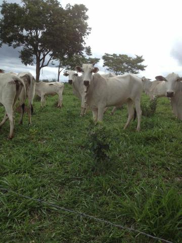 Vacas em Goiás