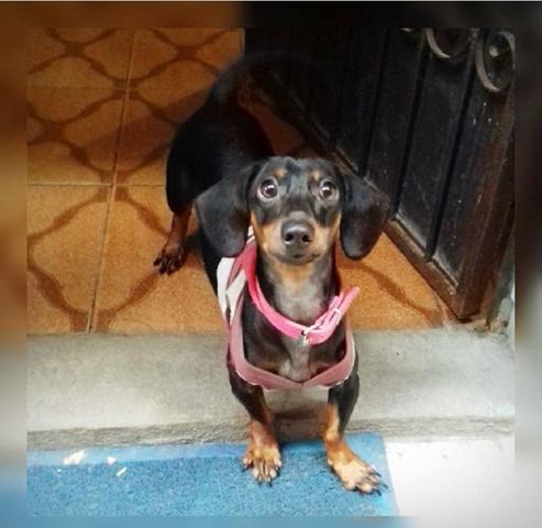 Vende - se uma salsicha fêmea 200 reais