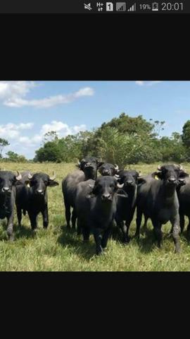 Vendo búfalos (macho e fêmeas) para corte e para extração de leite