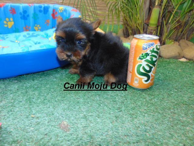 Yorkshire macho pedigree/vacina 12x de  entregamos abc sp interior/litoral
