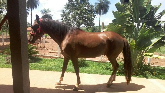 Cavalo manga larga paulista