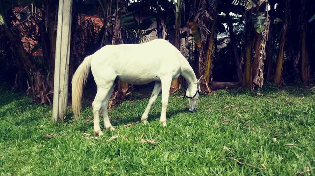 Cavalo manso para crianças ou carroça