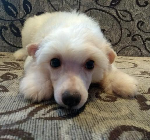 Cão De Crista Chinês