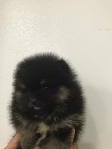 Linda fêmea anã Spitz alemão