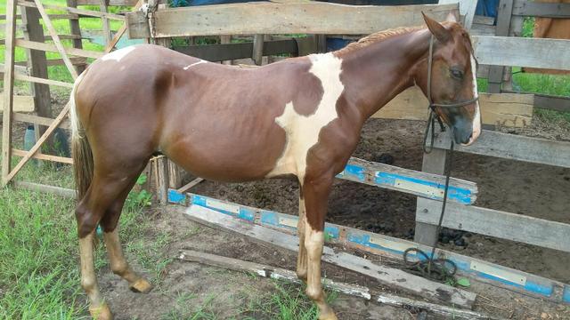 Potro paint horse