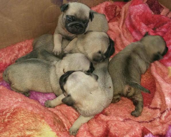 Pug pronta a entrega