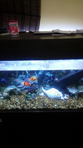 Aquario completo 200lt