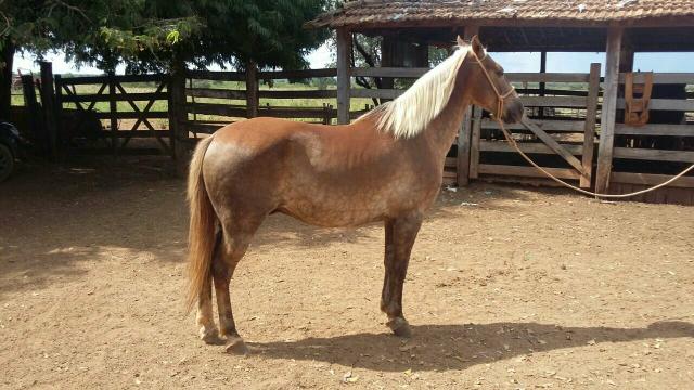 Cavalo de cavalgada. Muito Manso