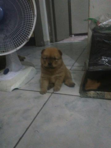 Chow chow ultimo
