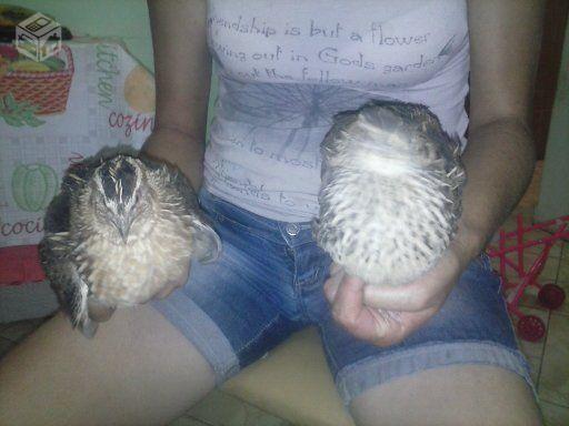 Codorniz gigante de 1 dia