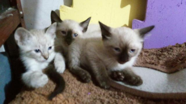 Doação de gatinhos