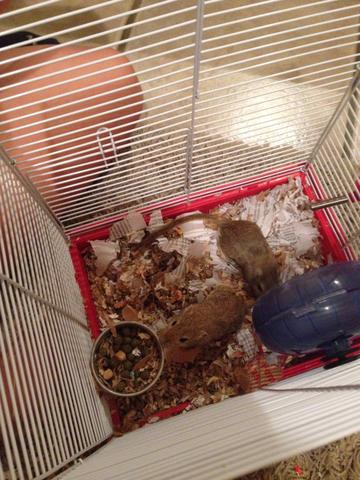 Esquilos da mongólia + acessórios