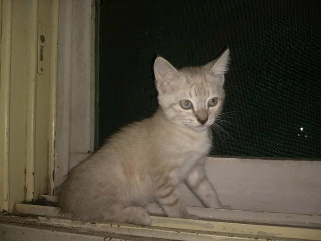Estou doando esses lindos gatinhos, precisam de um lar pois nao tenho como criar !