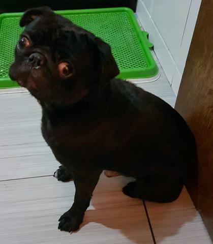 Vendo pug macho