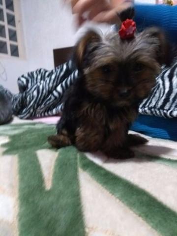 Yorkshire fêmea 80 dias