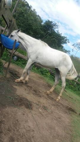 Cavalo marcha picada