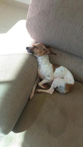 Disponivel para cruza