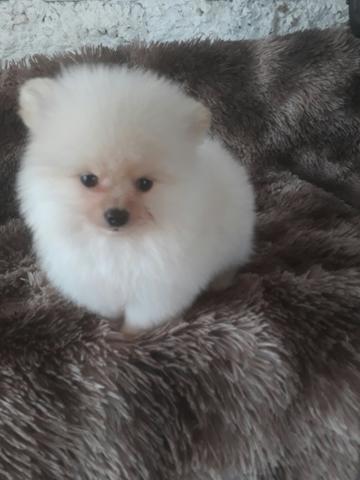 Lindìssimo macho de spitz alemaõ