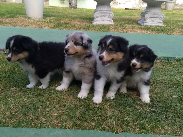 Pastor de shetland machos e fêmeas
