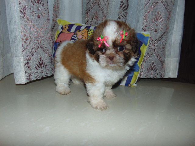 Shih Tzu femea  em 12x cartao Pedigree/contrato com garantias
