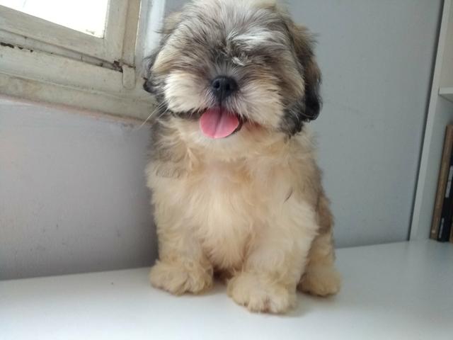 Shih tzu macho