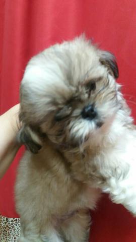 Shihtzu lindos.
