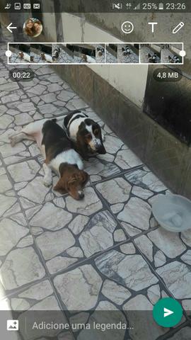 Vendo casal de basset hound