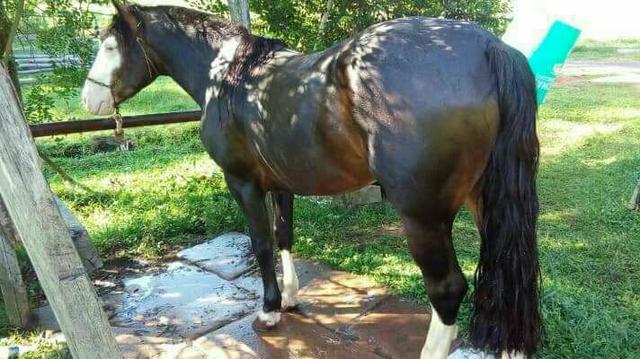 Vendo cavalo cuiudo baio encerado,