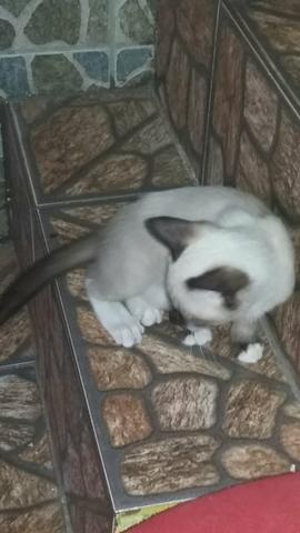 Vendo esse casal de siamês lindos dócil e carinhosos 100$$