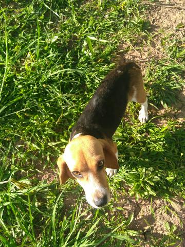 Beagle fêmea com pedigree