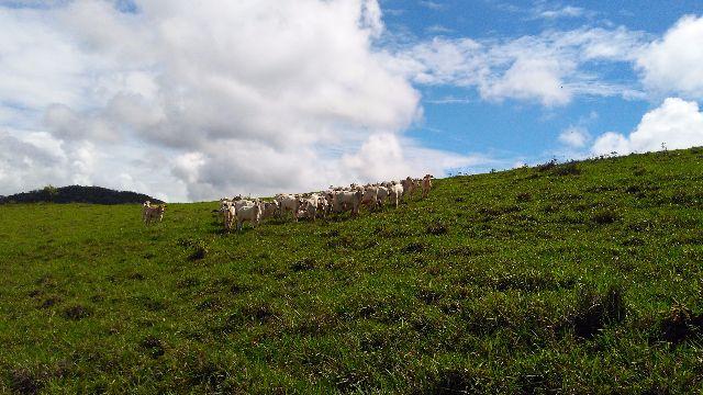 Bezerros Nelore Comercial